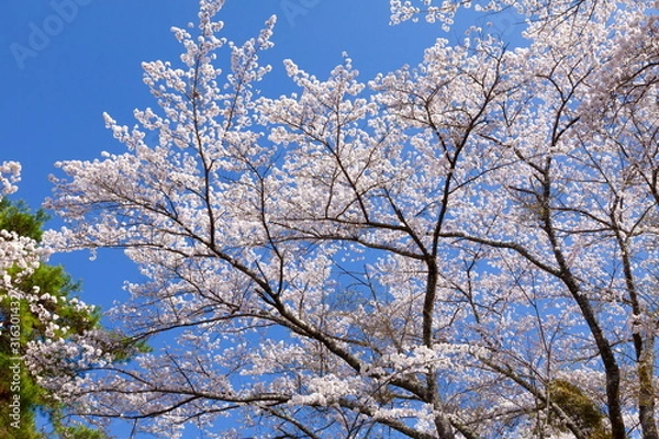 Fototapeta 満開の桜、山梨県富士吉田市孝徳公園にて