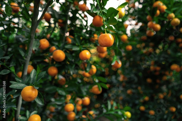 Fototapeta Citrus Japonica (mandarin) in the traditional Tet holiday (Lunar new year) in Vietnam, Asia