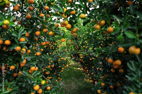 Obraz Citrus Japonica (mandarin) in the traditional Tet holiday (Lunar new year) in Vietnam, Asia