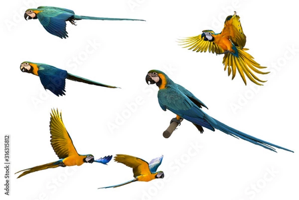 Obraz macaw with white background. Origin is in South America.
