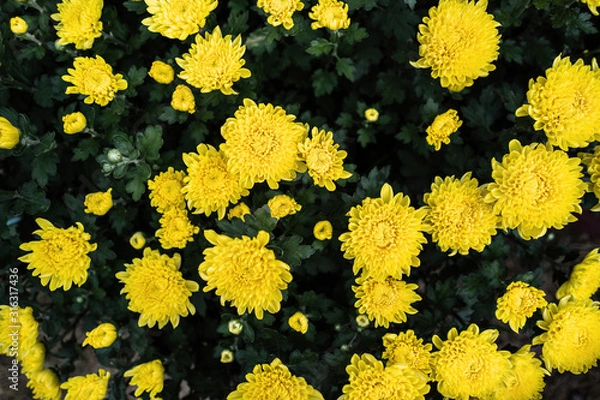 Obraz Yellow Tet flowers (marigold) in the traditional Tet holiday (Lunar new year) in Vietnam, Asia