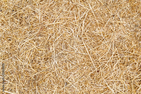 Obraz dry grass background
