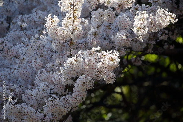 Obraz 桜