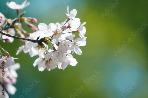 Obraz 桜