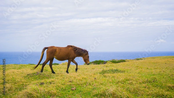 Obraz 与那国馬
