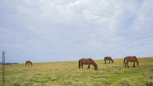 Obraz 与那国馬