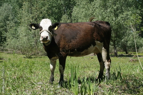 Obraz cow