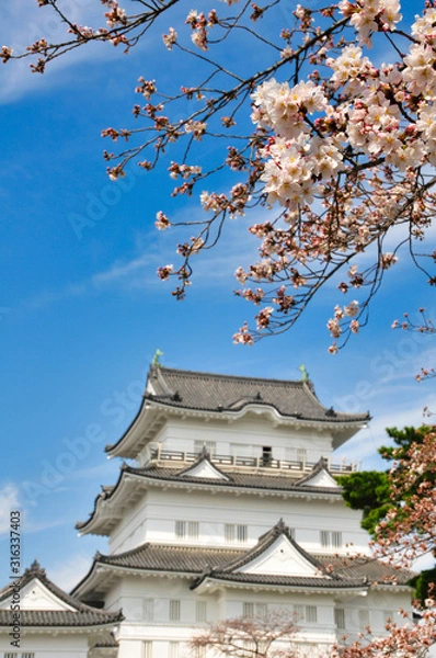 Fototapeta 小田原城　桜　城　観光　春　