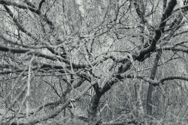 Fototapeta Black and white photography of old trees with bare branches growing in cold winter forest. Horizontal abstract photo background.