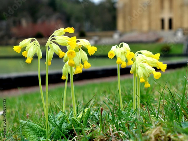 Obraz Yellow primroses flower