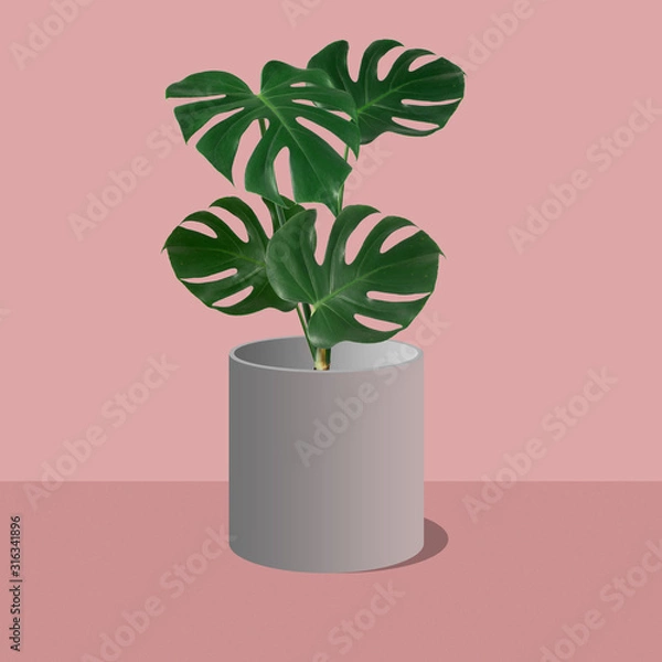 Obraz Monstera in pot layout. flat square frame on pink background 