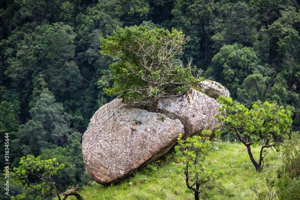 Fototapeta A tree grows out of a crevice of a boulder