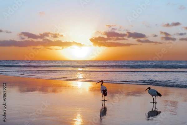 Fototapeta Silhouette of a pair of sacred ibis (Threskiornis aethiopicus) on the beach in Fuerteventura in the warm light of the sunrise. Invasive animal species on the Canary Islands. Wildlife concept.
