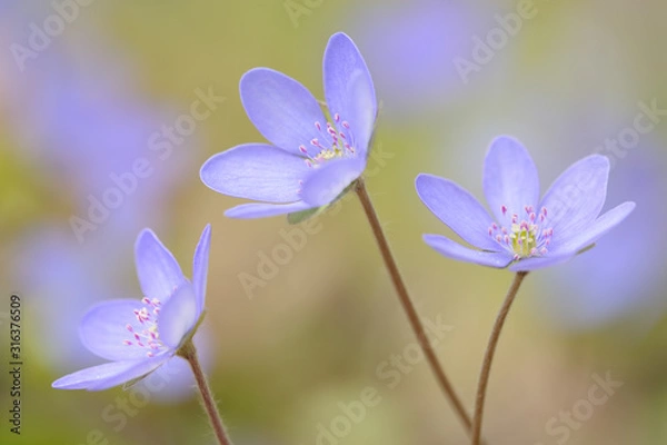 Fototapeta Leberbluemchen Anemone hepatica