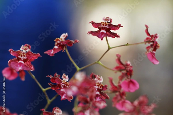 Obraz Pink orchids with bokeh background