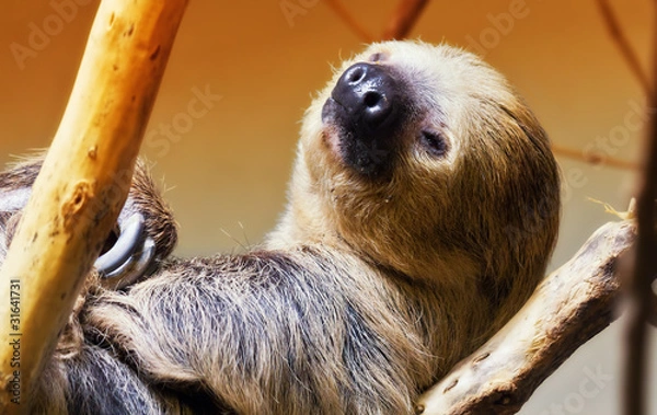 Obraz Two toed sloth