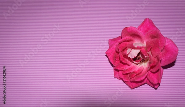 Obraz Shocking pink rose on lighter pink background