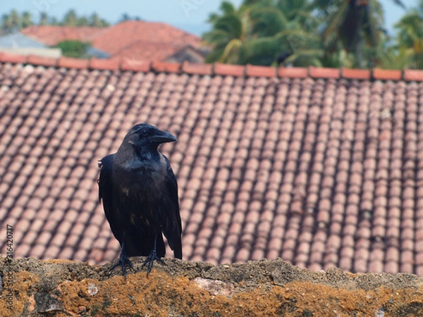 Obraz Raven on the roof