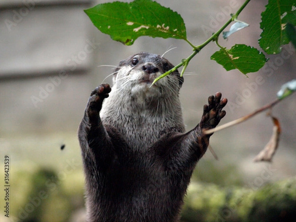 Obraz Otter grabbing