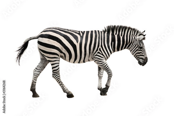 Fototapeta zebra
