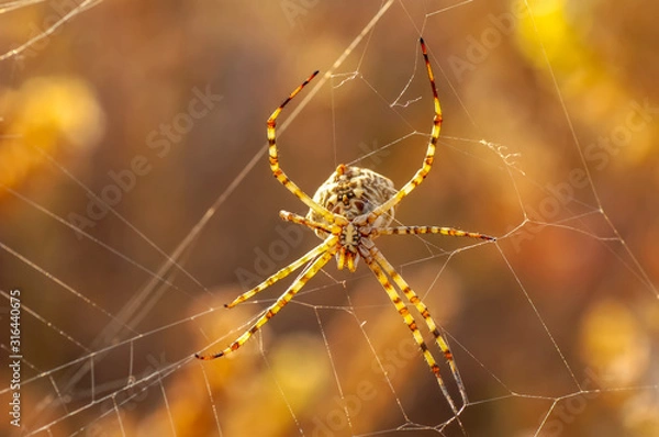Fototapeta Beautiful spider feasting grasshopper on a spider web . Macro photo.