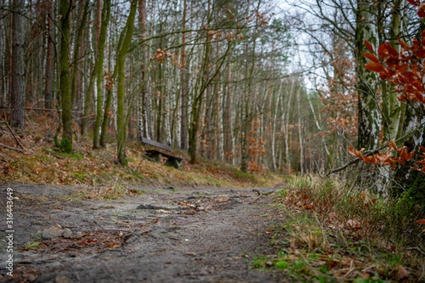 Fototapeta Waldweg