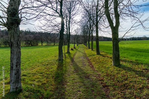 Fototapeta Allee