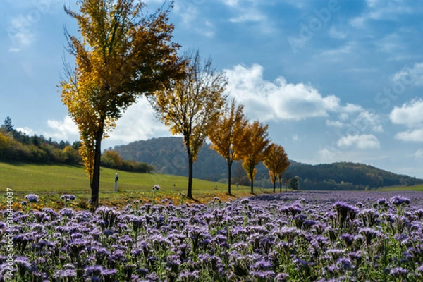 Fototapeta Sackpfeiffe2