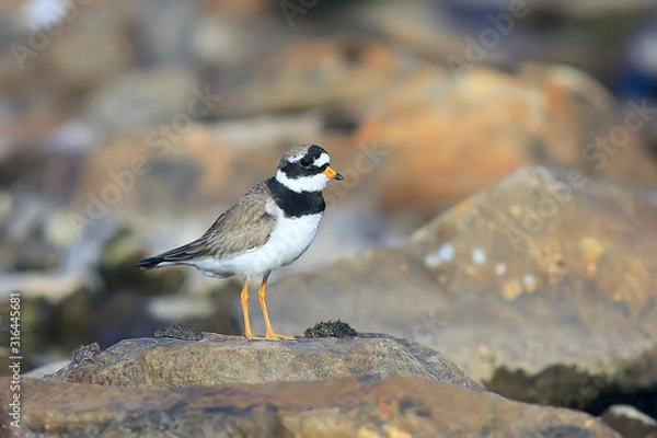 Obraz plover bird in nature / wild migratory bird, small plover necktie
