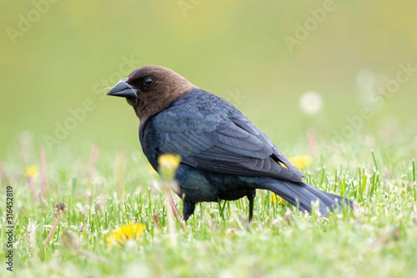Obraz Brown-headed cowbird portrait