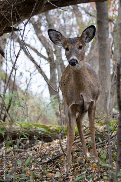 Obraz Deer peaking beneath the trees