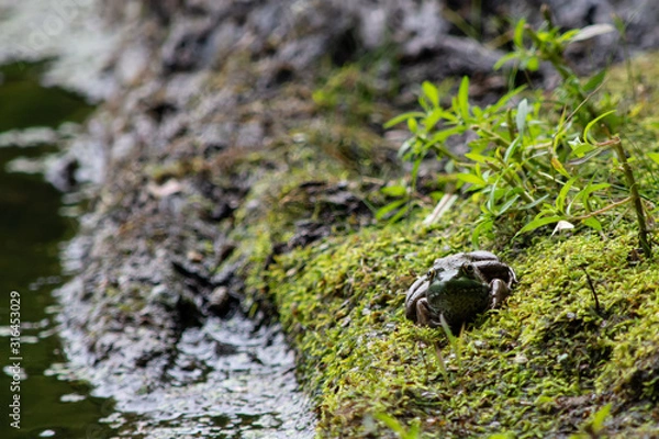 Obraz Frog on a mossy log