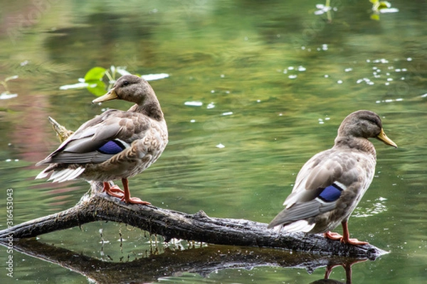 Obraz Female Mallards perched together