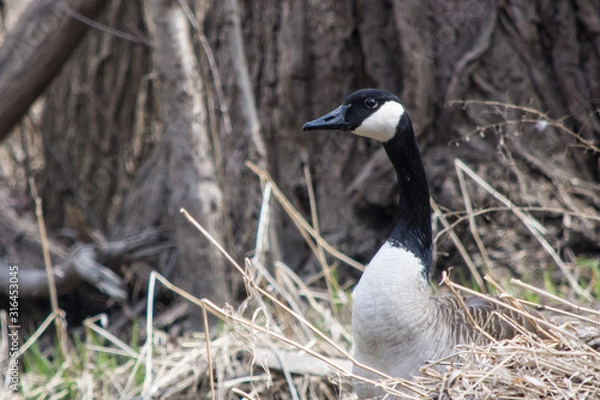 Obraz Canadian Goose in long grass