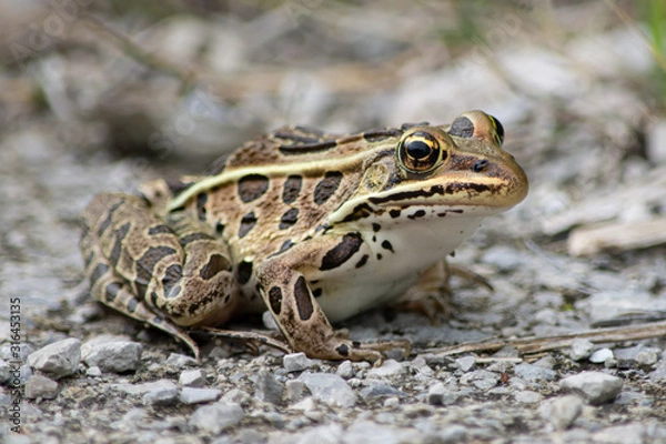 Obraz Leopard Frog Portrait