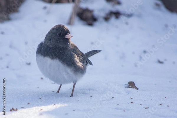 Fototapeta Bird in the snow