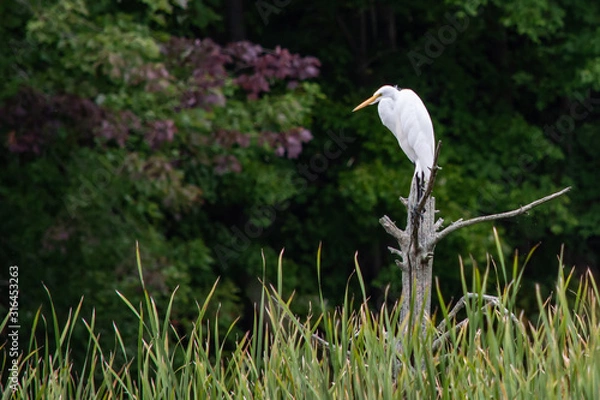 Obraz Great Egret in Marsh