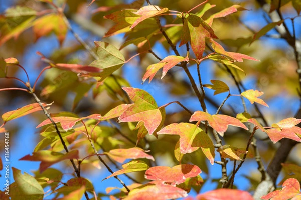 Obraz トウカエデの紅葉