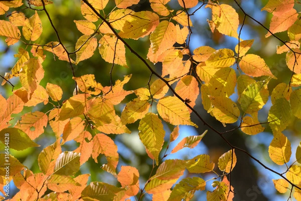 Obraz アカシデの紅葉