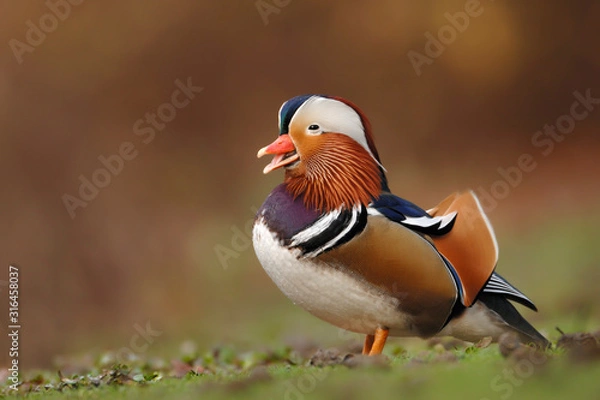 Fototapeta Mandarinente Aix galericulata