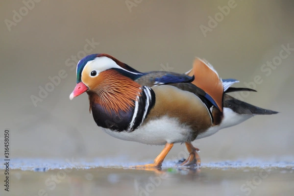 Fototapeta Mandarinente Aix galericulata