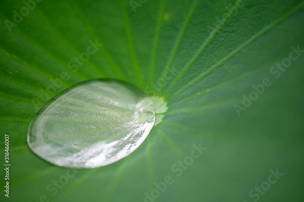 Fototapeta 蓮の葉の雫