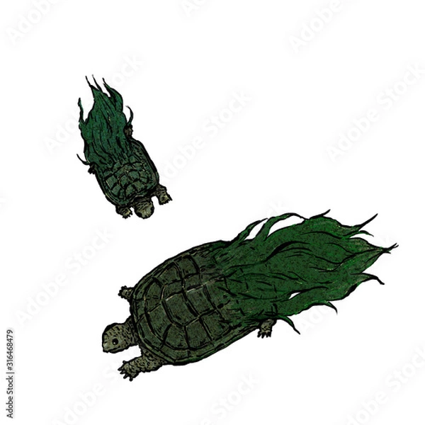 Fototapeta 蓑亀イラスト(和紙風テクスチャ)