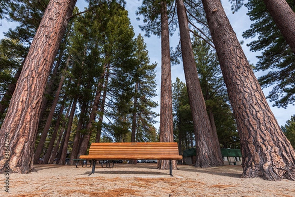 Fototapeta Wide angle landscape of bench surrounded by large pine trees at Incline Village, Nevada