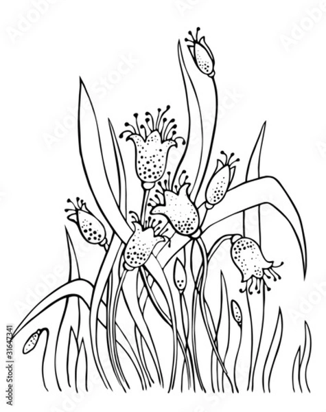 Obraz harebell