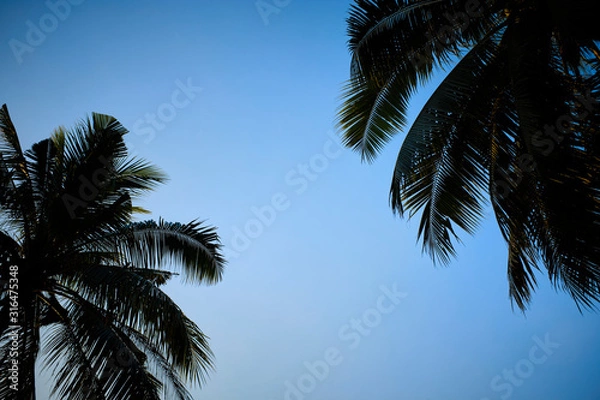 Fototapeta Tropical Palm Trees in the Morning Light