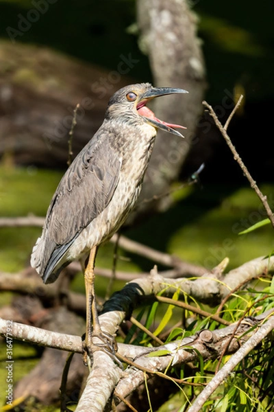 Obraz Yawning Heron