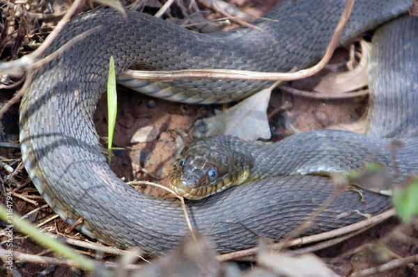 Obraz rat snake