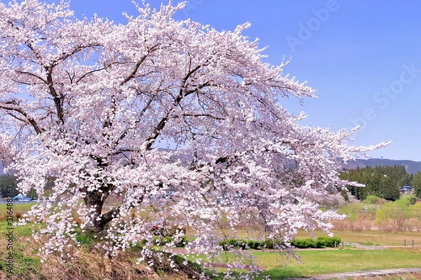 Obraz 満開の染井吉野