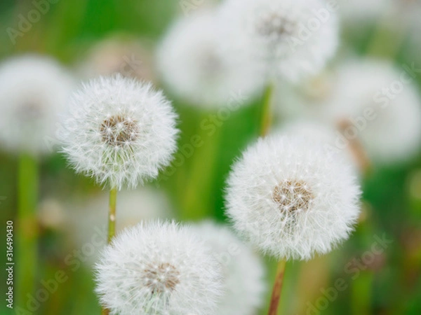 Fototapeta 綿帽子